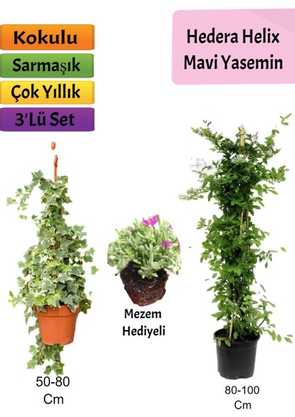 Mavi Yasemin+ Hedera Helix+ Mezem Çiçeği Hediyeli
