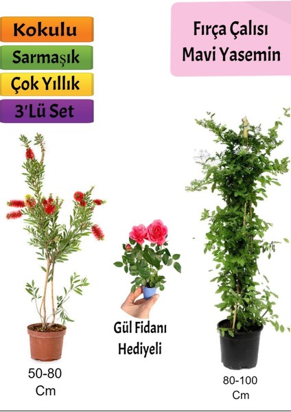 Mavi Yasemin+ Fırça Çalısı+ Pembe Gül Fidanı Hediyeli