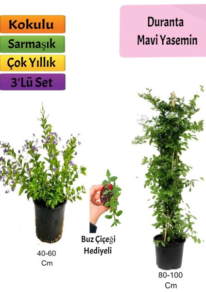 Mavi Yasemin+ Duranta+ Buz Çiçeği Fidanı