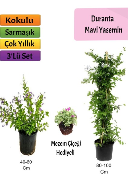 Mavi Yasemin+ Duranta+ Mezem Çiçeği Fidanı