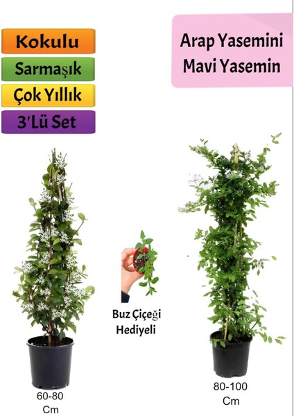 Mavi Yasemin+ Arap Yasemini+ Buz Çiçeği Hediyeli