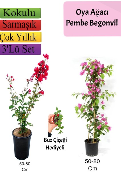 Kırmızı Oya Ağacı+ Pembe Begonvil+ Buz Çiçeği Hediyeli