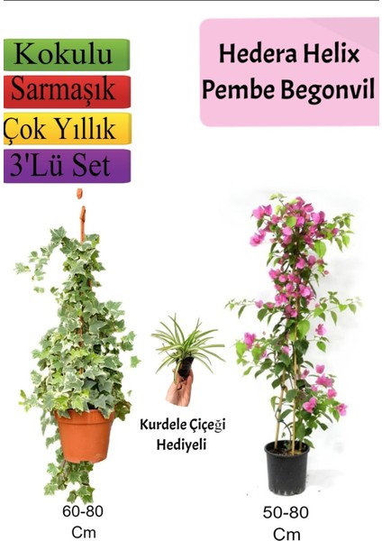 Hedera Helix Sarmaşığı+ Pembe Begonvil+ Kurdele Çiçeği Hediyeli
