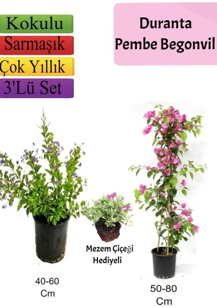Duranta Çalısı+ Pembe Begonvil+ Mezem Çiçeği Hediyeli