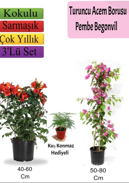 Turuncu Acem Borusu+ Pembe Begonvil+ Tül Hediyeli