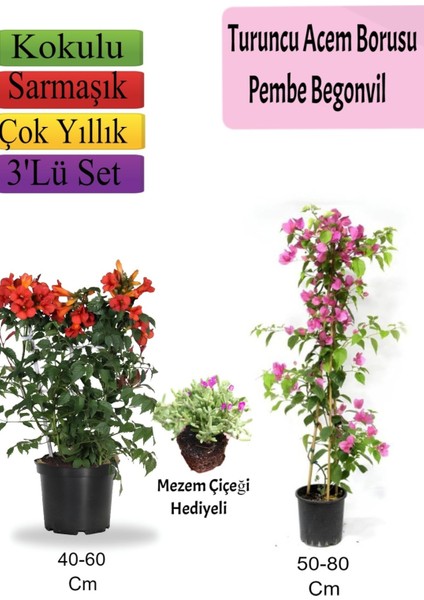 Turuncu Acem Borusu+ Pembe Begonvil+ Mezem Hediyeli