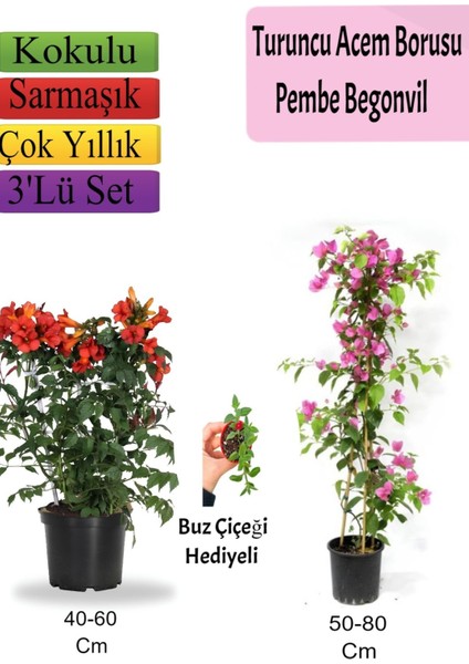 Turuncu Acem Borusu+ Pembe Begonvil+ Buz Hediyeli