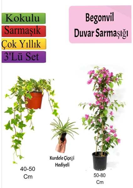 Amerikan Duvar Sarmaşığı+ Pembe Begonvil+ Kurdele Çiçeği Hediyeli