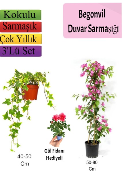 Amerikan Duvar Sarmaşığı+ Pembe Begonvil+ Gül Fidanı Hediyeli