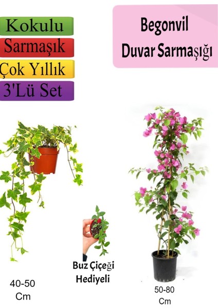 Amerikan Duvar Sarmaşığı+ Pembe Begonvil+ Buzçiçeği Hediyeli