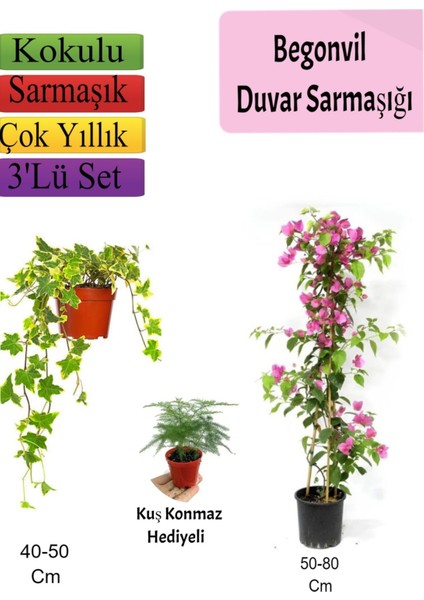Amerikan Duvar Sarmaşığı+ Pembe Begonvil+ Tül Çiçeği Hediyeli