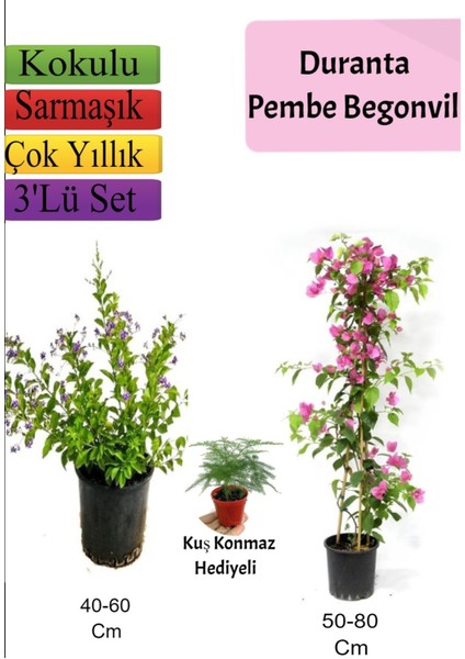 Duranta Çalısı+ Pembe Begonvil+ Tül Çiçeği Hediyeli