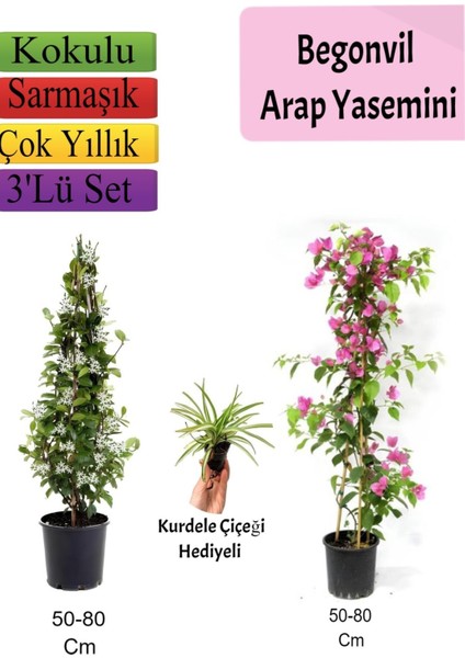 Arap Yasemini+ Pembe Begonvil+ Kurdele Çiçeği Hediyeli