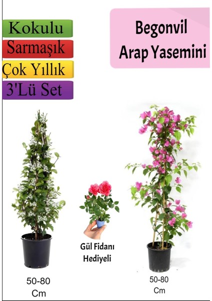 Arap Yasemini+ Pembe Begonvil+ Gül Fidanı Hediyeli