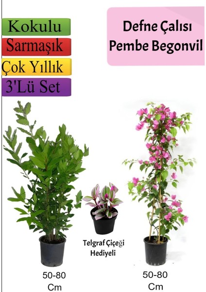 Defne Çalısı+Pembe Begonvil+ Telgraf Çiçeği Hediyeli
