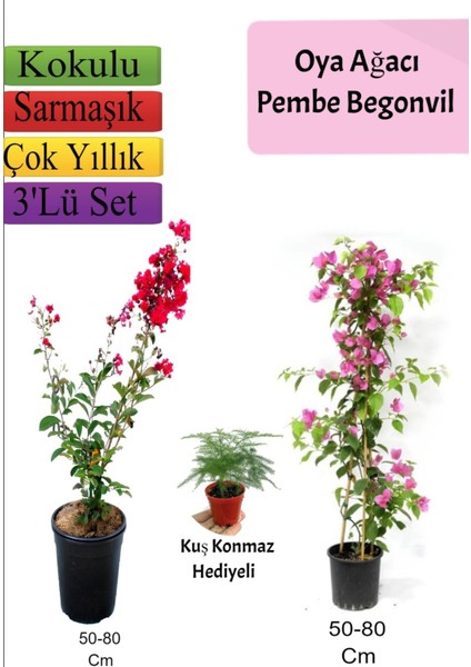 Kırmızı Oya Ağacı+ Pembe Begonvil+ Tül Çiçeği Hediyeli