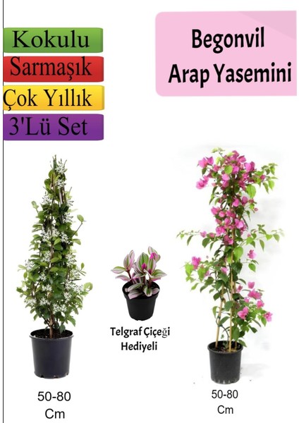 Arap Yasemini+ Pembe Begonvil+ Telgraf Çiçeği Hediyeli