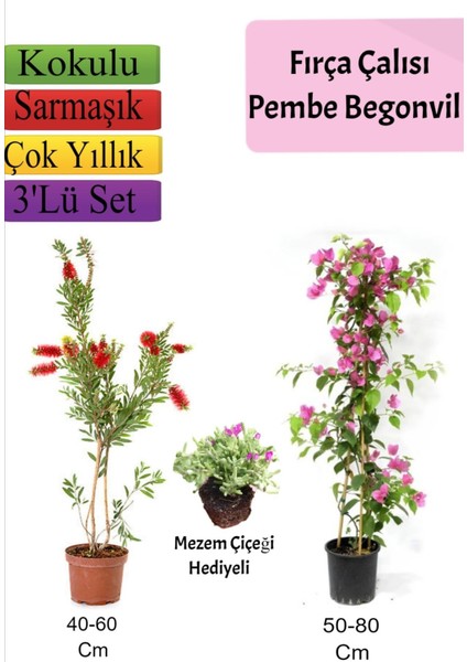 Fırça Çalısı+ Pembe Begonvil+ Mezem Çiçeği Hediyeli