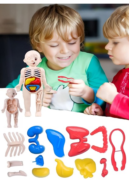 Eğitici Oyuncak İnsan Vücudu Anatomisi Organ Bulmaca Puzzle Bultak Yapboz Montessori