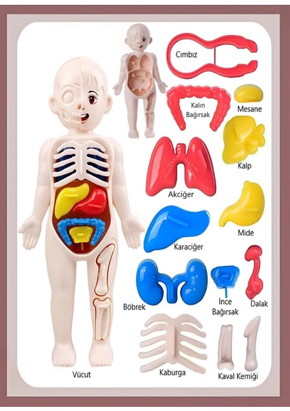 Eğitici Oyuncak İnsan Vücudu Anatomisi Organ Bulmaca Puzzle Bultak Yapboz Montessori