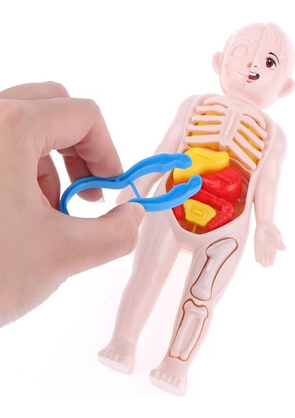 Eğitici Oyuncak İnsan Vücudu Anatomisi Organ Bulmaca Puzzle Bultak Yapboz Montessori