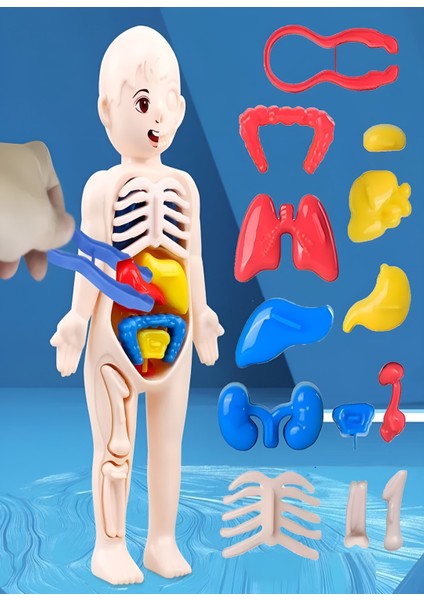 Eğitici Oyuncak İnsan Vücudu Anatomisi Organ Bulmaca Puzzle Bultak Yapboz Montessori