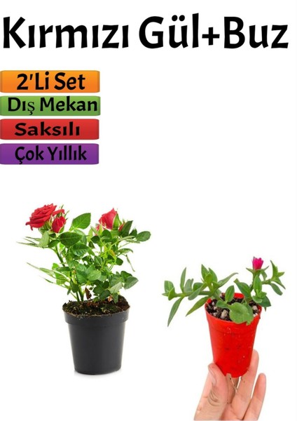 Kırmızı Gül(15-25 Cm)+ Buz Çiçeği(5-10 Cm) Saksılı Dış Mekan Bitkilei