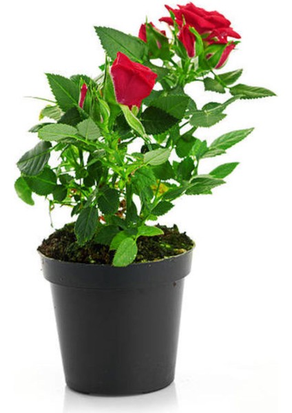 Kırmızı Gül(15-25 Cm)+ Buz Çiçeği(5-10 Cm) Saksılı Dış Mekan Bitkilei fiyatları
