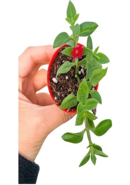 Kırmızı Gül(15-25 Cm)+ Buz Çiçeği(5-10 Cm) Saksılı Dış Mekan Bitkilei modelleri