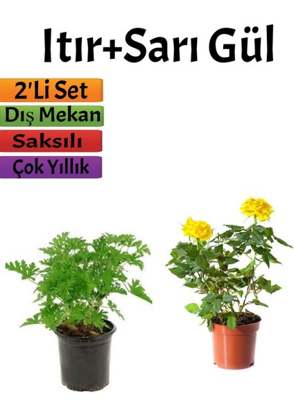 Yoğun Kokulu Itır Çiçeği+ Sarı Gül Fidanı Saksılı (15-25 Cm) Dış Mekan Bitkileri