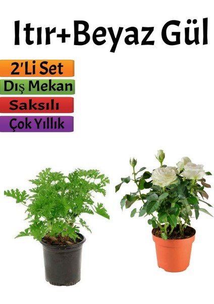 Yoğun Kokulu Itır Çiçeği+ Beyaz Gül Fidanı (15-25 Cm) Saksılı Dış Mekan Bitkileri