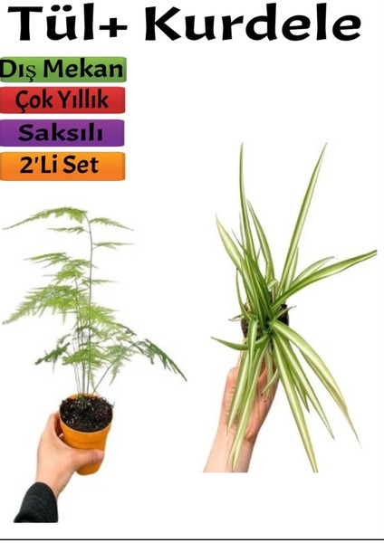 2'li Set Tül + Kurdela Çiçeği (10-30 Cm) Saksılı Dış Mekan Bitkisi