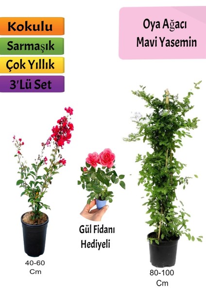 Mavi Yasemin+ Kırmızı Oya Ağacı + Pembe Mini Gül Hediyeli