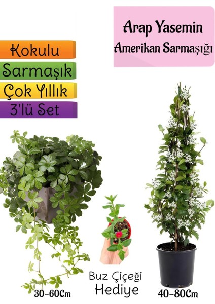 Kokulu Arap Yasemini+Amerikan Sarmaşığı+Buz Çiçeği Hediyeli 3'lü Bahçe Seti