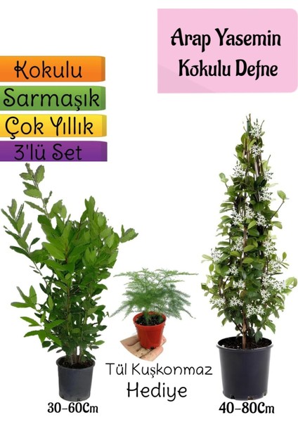 Kokulu Arap Yasemini+Defne Çalısı+Tül Kuşkonmaz Hediyeli 3'lü Bahçe Seti