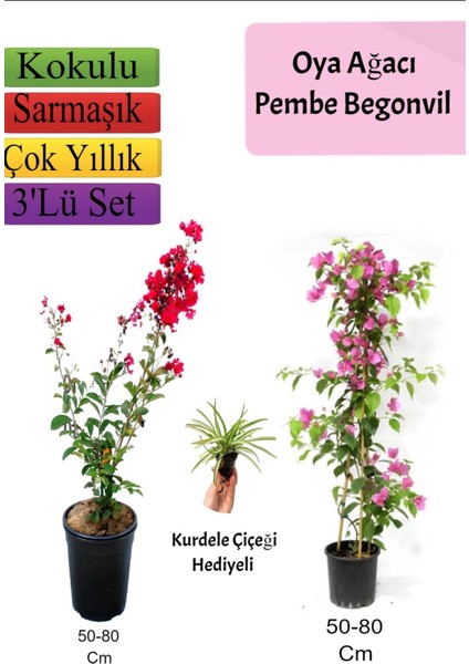 Kırmızı Oya Ağacı+ Pembe Begonvil+ Kurdele Çiçeği Hediyeli