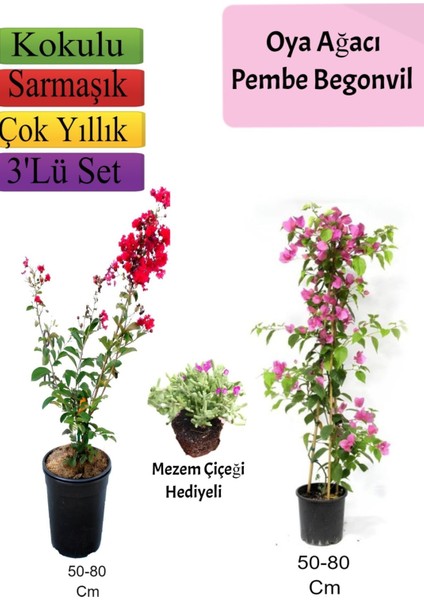 Kırmızı Oya Ağacı+ Pembe Begonvil+ Mezem Çiçeği Hediyeli