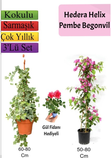 Hedera Helix Sarmaşığı+ Pembe Begonvil+ Gül Fidanı Hediyeli