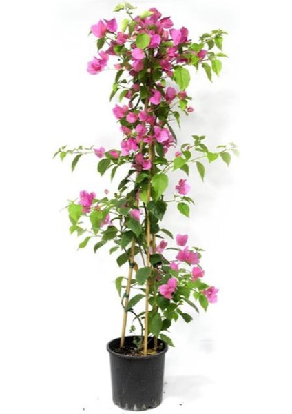 Hedera Helix Sarmaşığı+ Pembe Begonvil+ Gül Fidanı Hediyeli