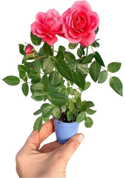 Hedera Helix Sarmaşığı+ Pembe Begonvil+ Gül Fidanı Hediyeli