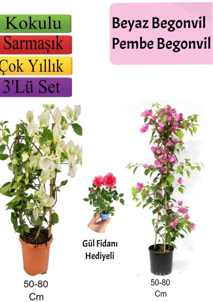 Bitkim Sende Beyaz+ Pembe Begonvil+ Gül Fidanı Hediyeli