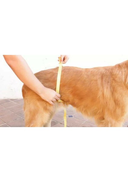 Dişi Köpek Regl Külodu indirimleri