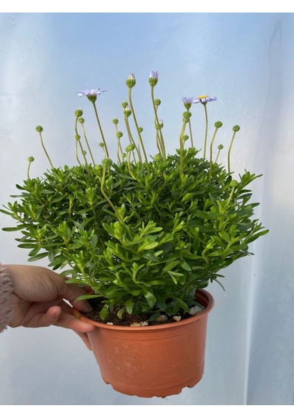 Mavi Çalı Papatyası-Maviş 1 Adet Saksılı 15-30CM Peyzaj Bitkisi(Felicia Amelloides) modelleri