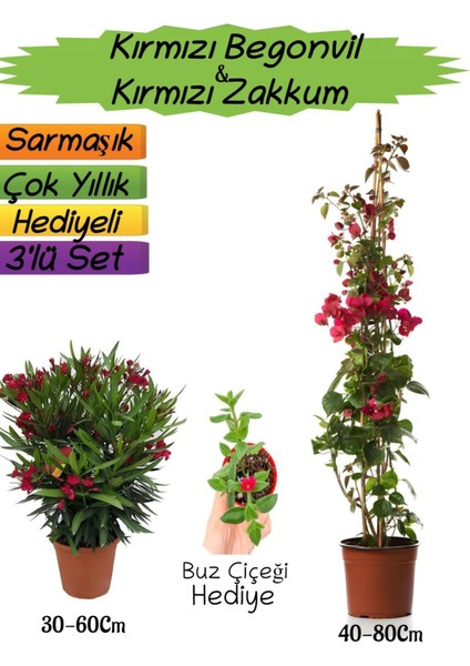 Kırmızı Renk Begonvil+Kırmızı Zakkum Fidanı+Buz Çiçeği Hediyeli 3'lü Peyzaj Seti