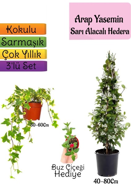 Mis Kokulu Arap Yasemini+Alacalı Hedera Helix Sarmaşığı+Buz Çiçeği Hediye 3'lü Set