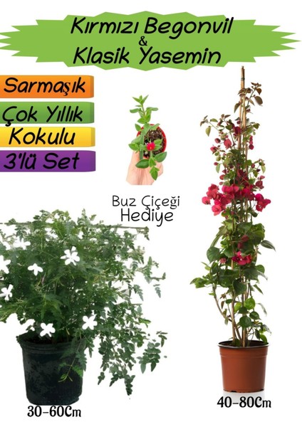 Kırmızı Renk Begonvil+Kokulu Klasik Yasemin+Buz Çiçeği Hediyeli 3'lü Peyzaj Seti