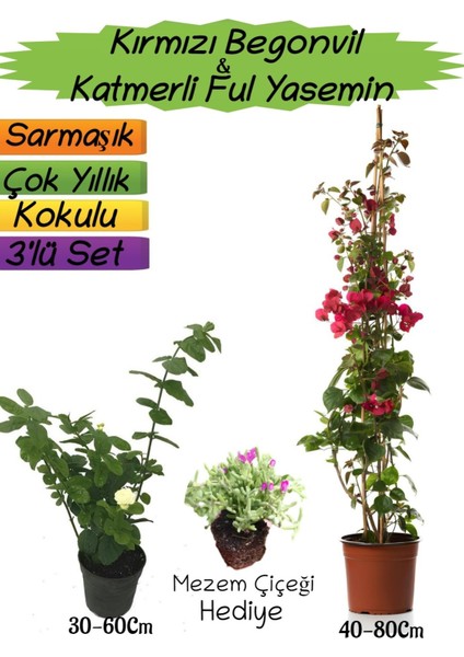 Kırmızı Renk Begonvil+Katmerli Ful Yasemin+Mezem Çiçeği Hediyeli 3'lü Peyzaj Seti