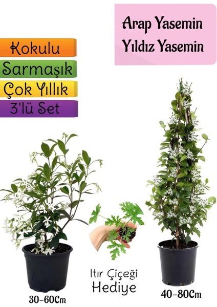 Kokulu Arap Yasemini+Yıldız Yasemin Fidanı+Itır Çiçeği Hediye 3'lü Peyzaj Seti