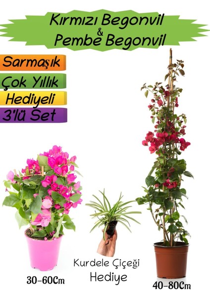 Kırmızı Renk Begonvil+Pembe Begonvil+Kurdele Çiçeği Hediyeli 3'lü Peyzaj Seti