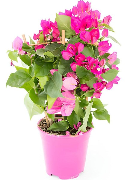 Kırmızı Renk Begonvil+Pembe Begonvil+Kurdele Çiçeği Hediyeli 3'lü Peyzaj Seti modelleri